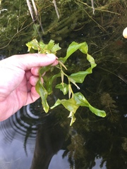 Potamogeton praelongus