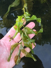 Potamogeton praelongus
