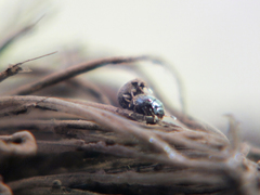 Aspidiphorus orbiculatus