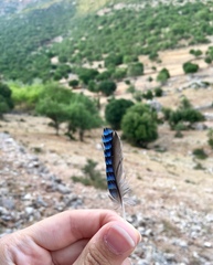 Garrulus glandarius graecus