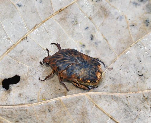 Gymnetis cupriventris cupriventris