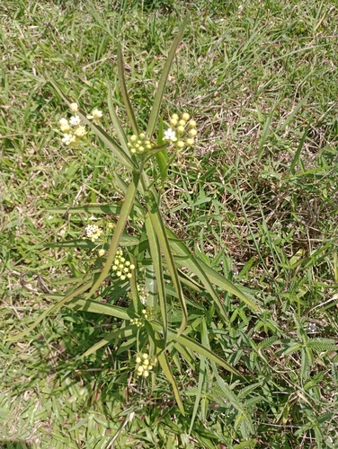 Asclepias nivea, photograph 2