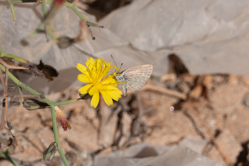 African Grass Blue