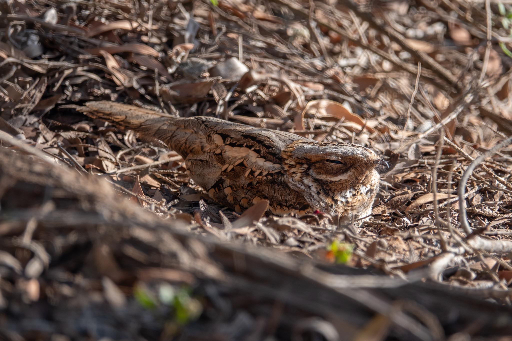 Red-necked Nightjar (Caprimulgus ruficollis), photo 8