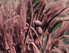 Aspidiphorus orbiculatus