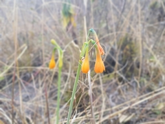 Stenomesson aurantiacum