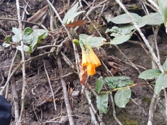 Stenomesson aurantiacum