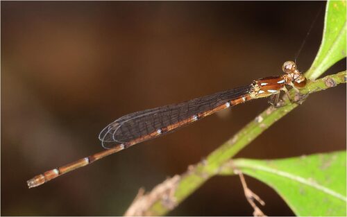 Mortonagrion indraneil