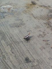Lepidoptera