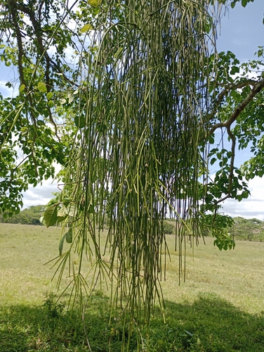 Rhipsalis baccifera
