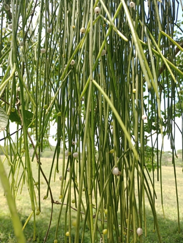Rhipsalis baccifera