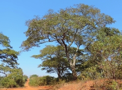 Brachystegia spiciformis