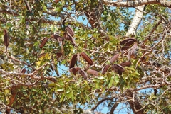 Brachystegia spiciformis