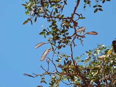 Brachystegia spiciformis