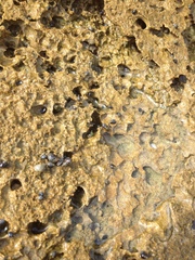 Echinolittorina punctata