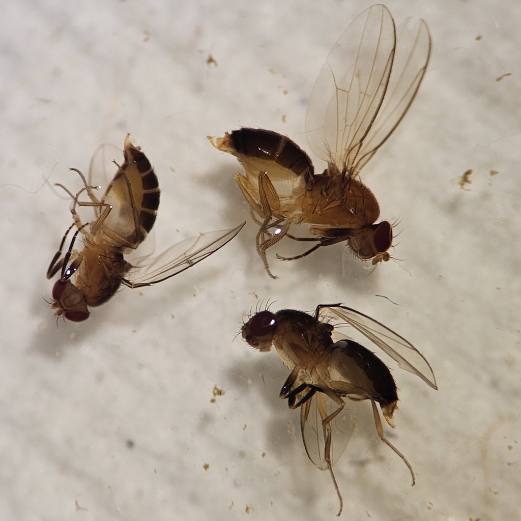 Chymomyza aldrichii