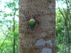 Eriophora nephiloides