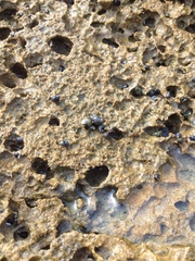 Echinolittorina punctata