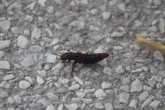 Platydracus phoenicurus