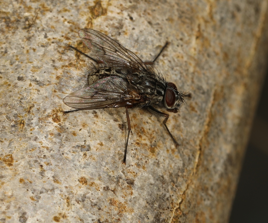 Phaonia perdita