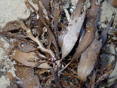 Carpophyllum flexuosum