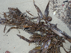 Carpophyllum flexuosum