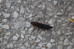 Platydracus phoenicurus