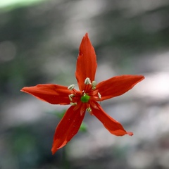 Silene subciliata