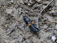 Platydracus fossator