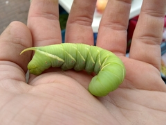 Ceratomia undulosa
