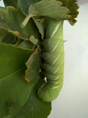 Ceratomia undulosa
