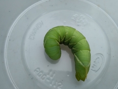 Ceratomia undulosa