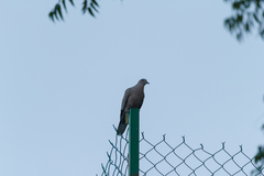 Streptopelia decaocto