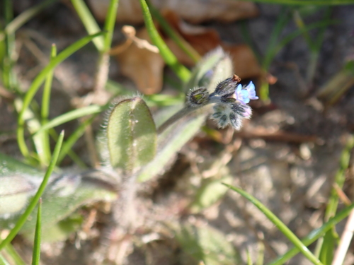 Early Forget-me-not