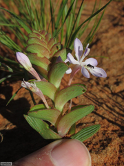Lapeirousia pyramidalis pyramidalis