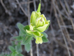 Castilleja madrigalii