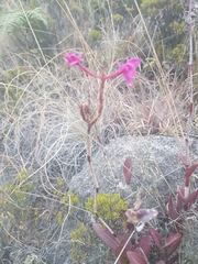 Epidendrum jamiesonis