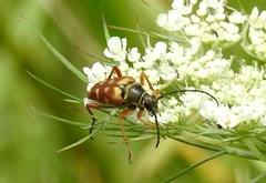 Typocerus velutinus