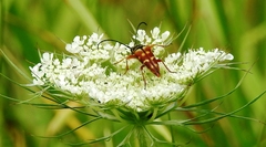 Typocerus velutinus