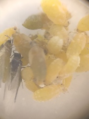 Pemphigus populitransversus