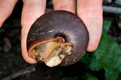 Caracolus excellens