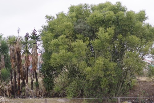 Euphorbia tirucalli iNat (2)
