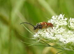 Typocerus velutinus