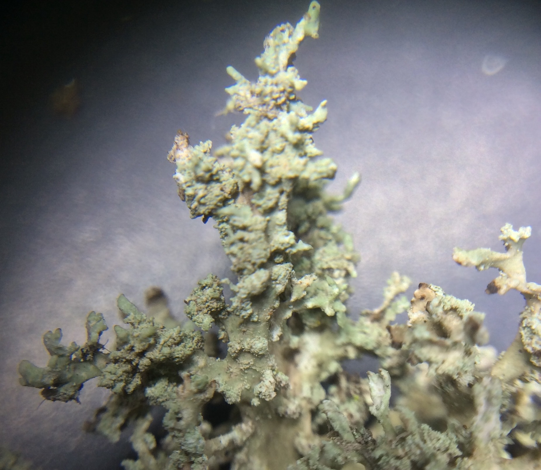 Evernia image