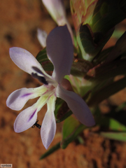 Lapeirousia pyramidalis pyramidalis