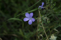 Linum hirsutum