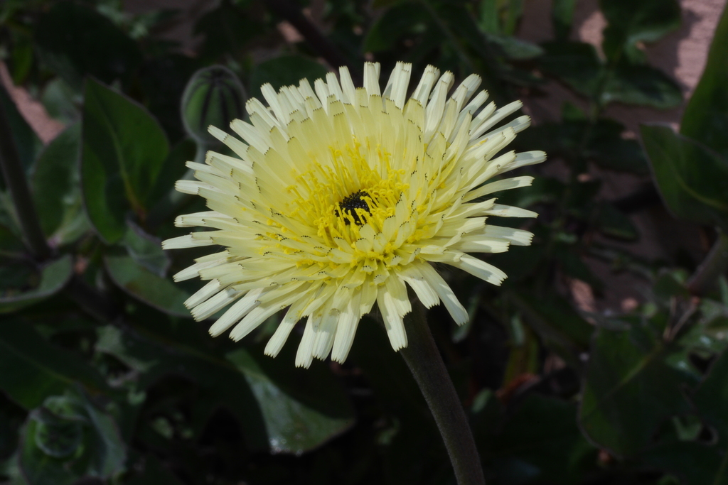 smooth golden fleece