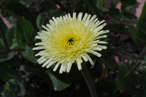 Urospermum dalechampii (L.) Scop. ex F.W.Schmidt