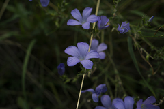 Linum hirsutum