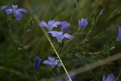Linum hirsutum